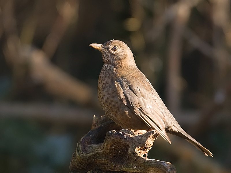 Turdus merula Blackbird Merel